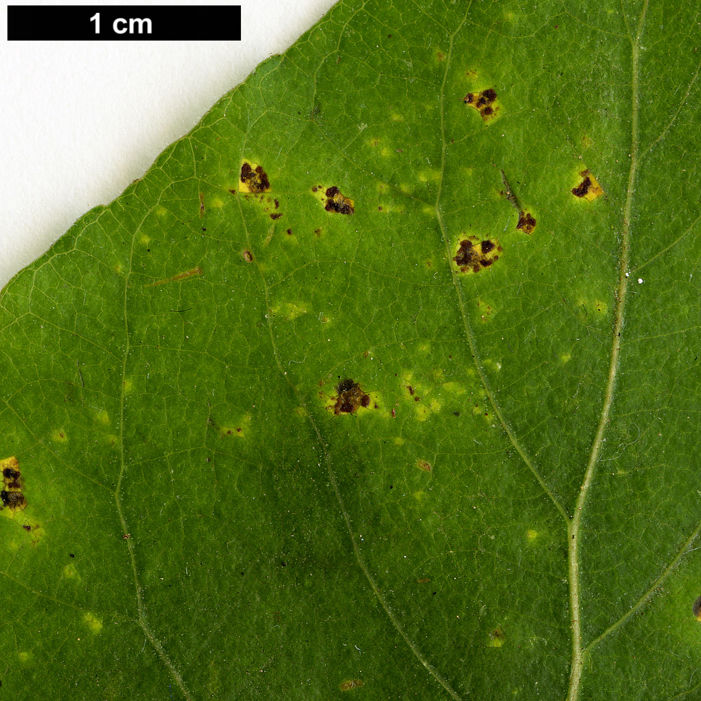 High resolution image: Family: Salicaceae - Genus: Populus - Taxon: aff. balsamifera